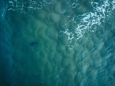 Are There Sharks in British Waters? image
